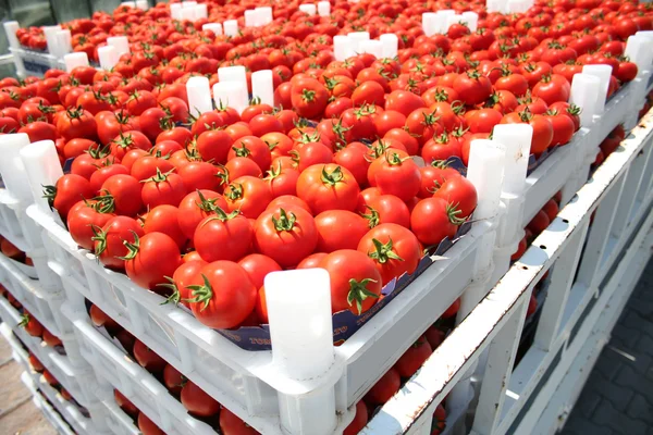 Červené rajče — Stock fotografie