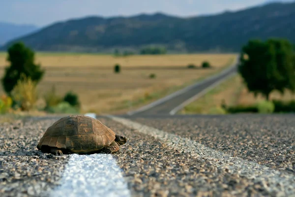 Черепаха на дорозі — стокове фото