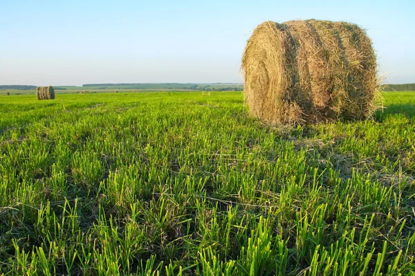 Haystack in the field — Stock Photo, Image