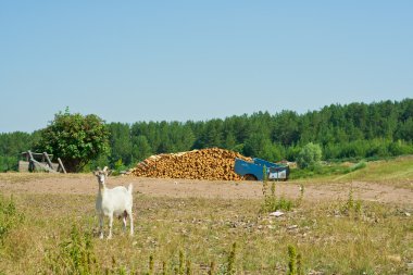 Tataristan köyde keçi