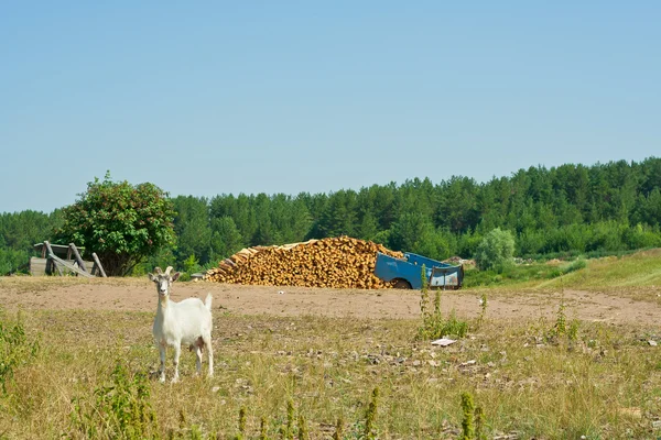 Goat on a village in Tatarstan — Stock Photo, Image