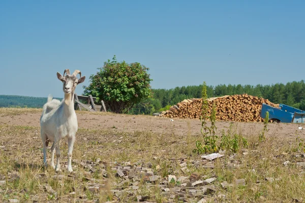 Ziege auf einem Dorf in Tatarstan — Stockfoto