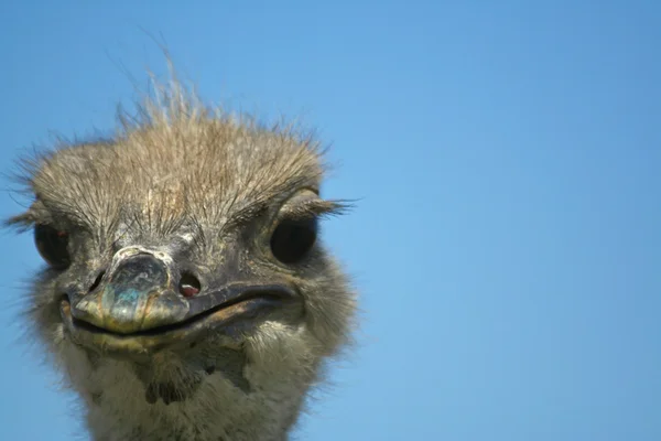 Struisvogel ziet er rechte — Stockfoto
