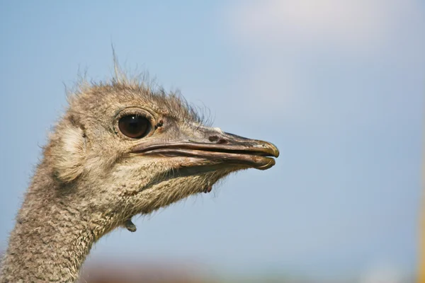 stock image Ostrich looks straight