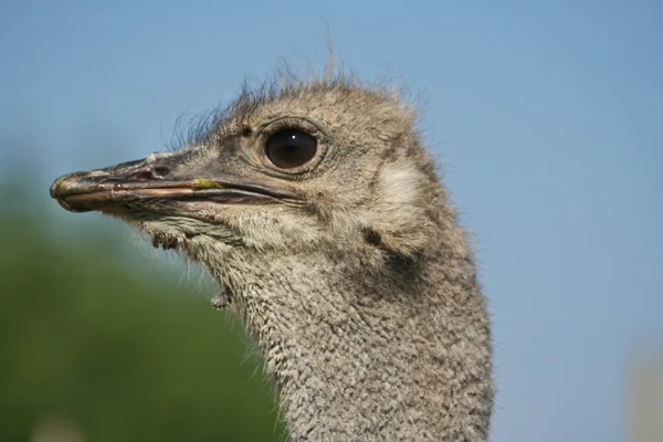 Ostrich looks straight — Stock Photo, Image