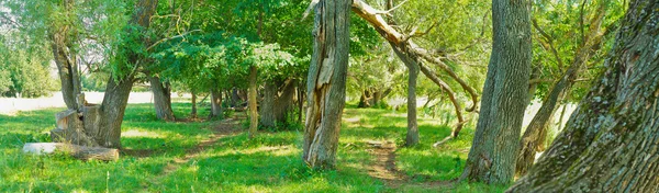 stock image Fairy forest in Russia