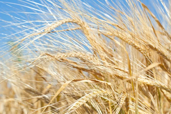 En un campo de trigo —  Fotos de Stock