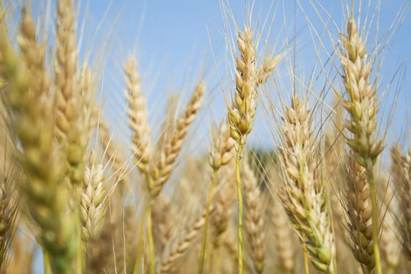 In un campo di grano — Foto Stock