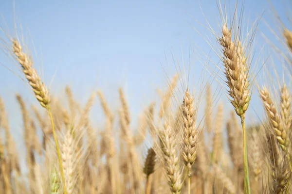 En un campo de trigo — Foto de Stock