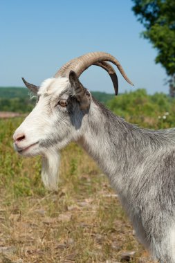 Goat on the field clipart