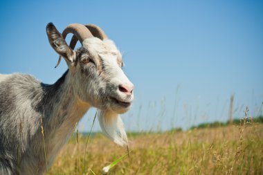 Goat on the field clipart