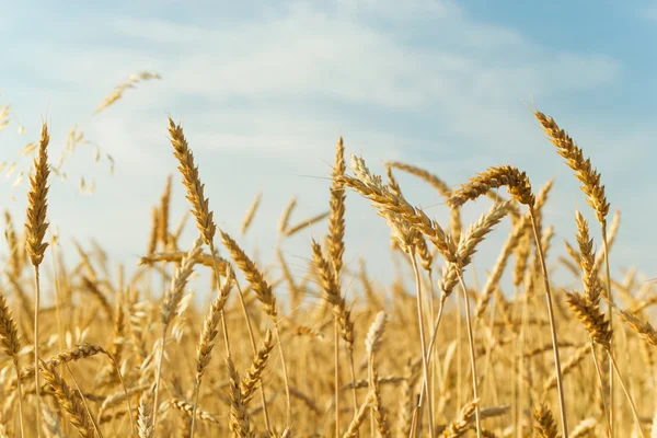 In un campo di grano — Foto Stock
