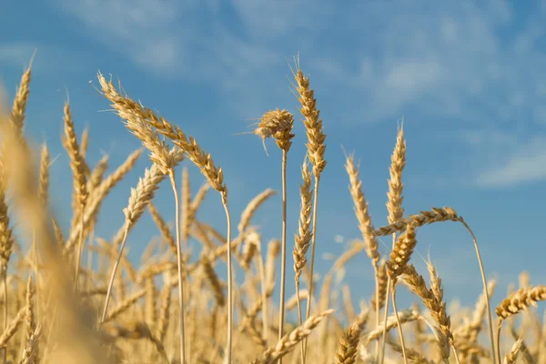 У пшеничному полі — стокове фото