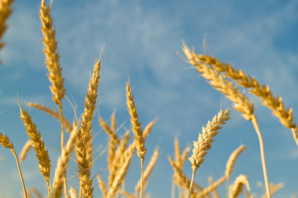 In a wheat field