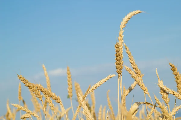 En un campo de trigo —  Fotos de Stock