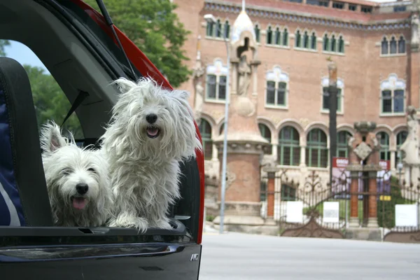 stock image Cute dogs