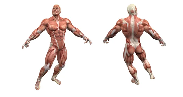 Modèle anatomique musculaire Images De Stock Libres De Droits