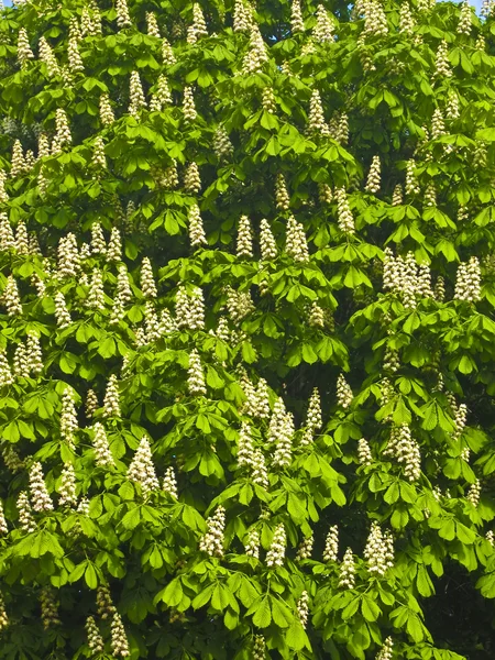 Witte kastanjeboom in bloei — Stockfoto