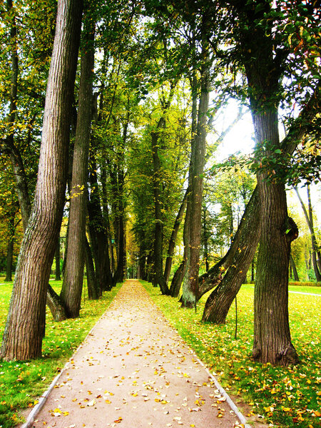 Avenue of trees in the park, beginning of autumn.