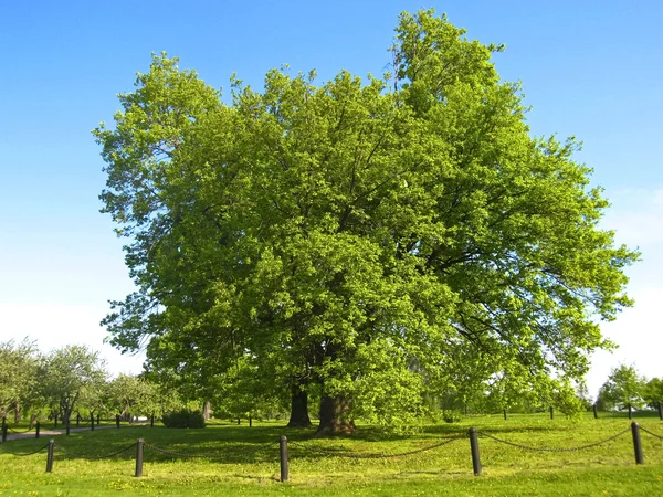Historical oak trees of 400 years, Moscow — Stock Photo, Image