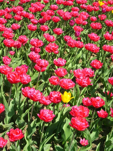 Field of pink tulips — Stock Photo, Image