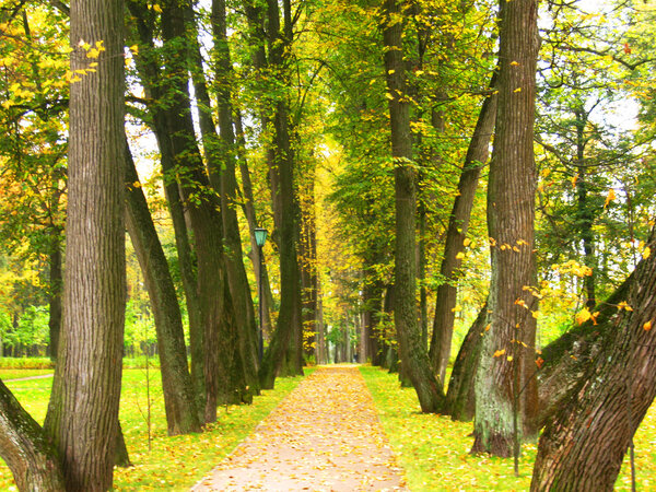 Avenue in park in autumn, trees with yellow and green leaves.