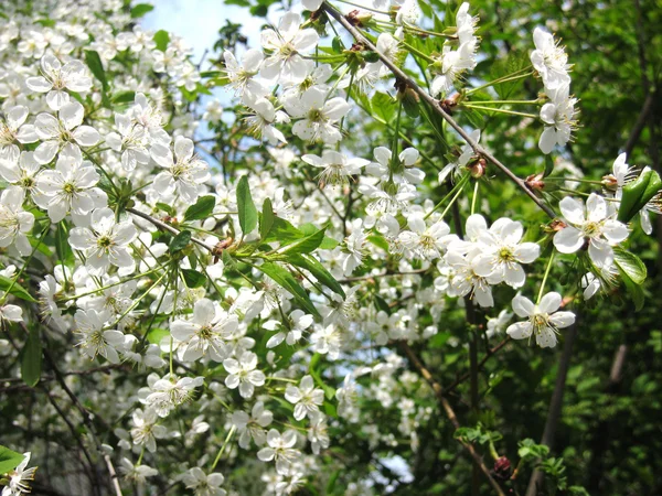 Virágzás cseresznye fa — Stock Fotó