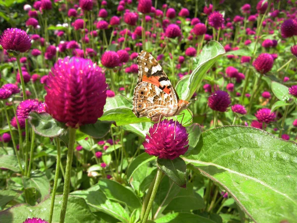 Mor çiçekte kelebek — Stok fotoğraf