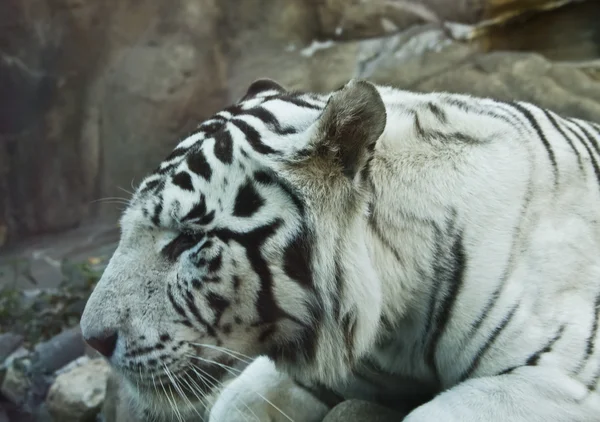 Biały tygrys bengalski — Zdjęcie stockowe