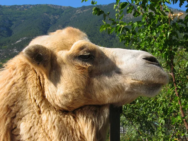 Hoofd van camel — Stockfoto