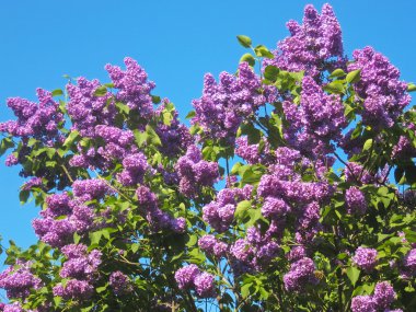 Mor lilas