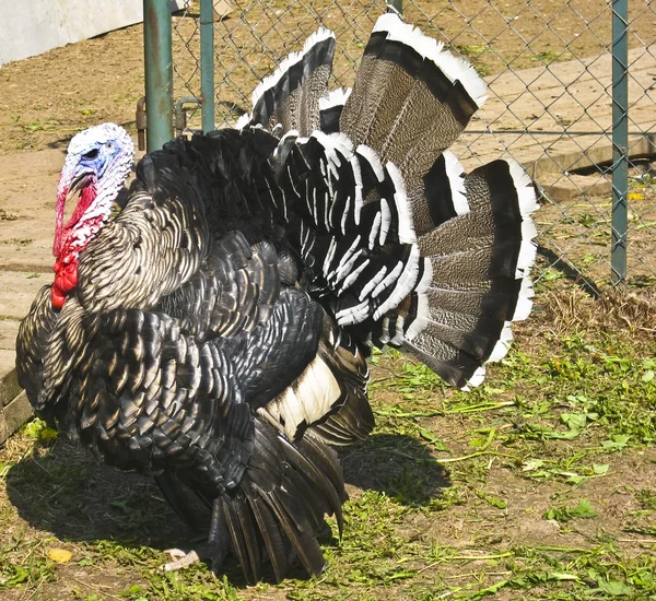 Turcja kura — Zdjęcie stockowe