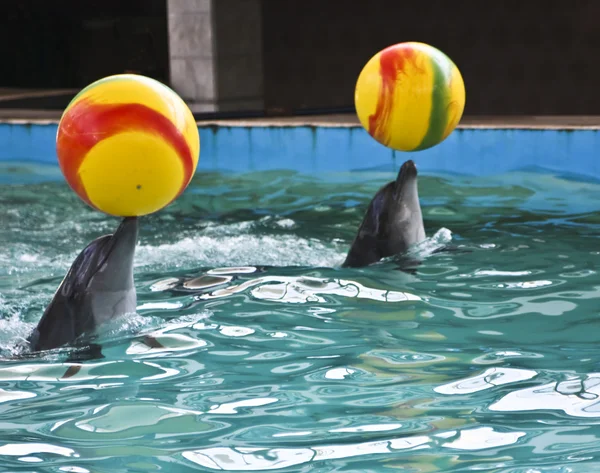 Delfiner med gula bollar — Stockfoto