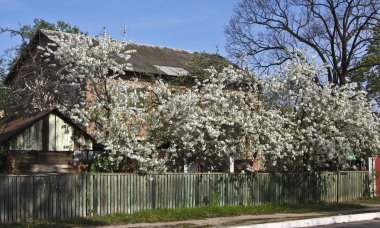 House with cherry garden in blossom clipart