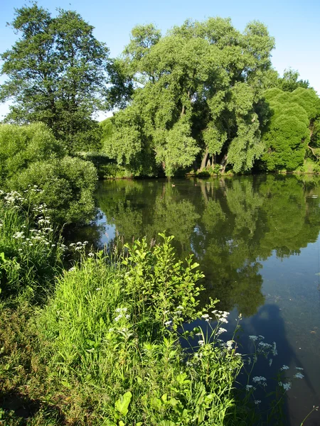 stock image Big willow trees near lake