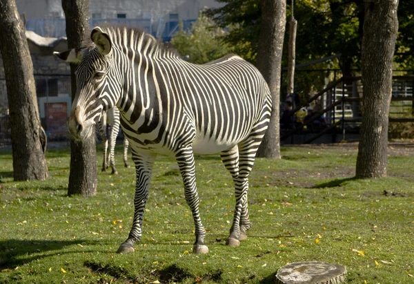 Zebry, zoo Moskwa — Zdjęcie stockowe