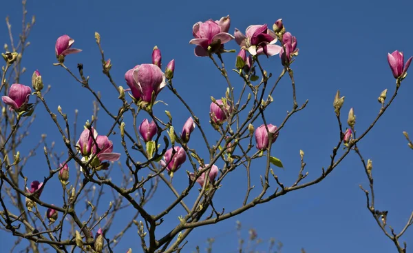 푸른 하늘에 분홍색 목련의 꽃 — 스톡 사진