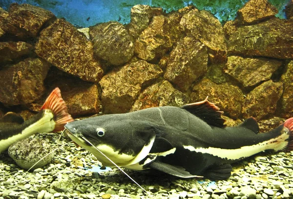 Peixe-marisco (lat. Phractocephalus hioliopterus ) — Fotografia de Stock