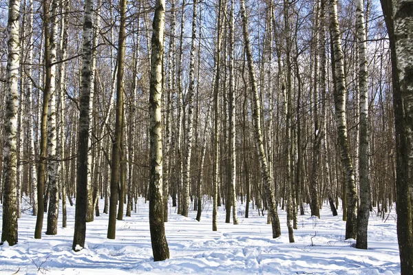 Březový les v zimě — Stock fotografie