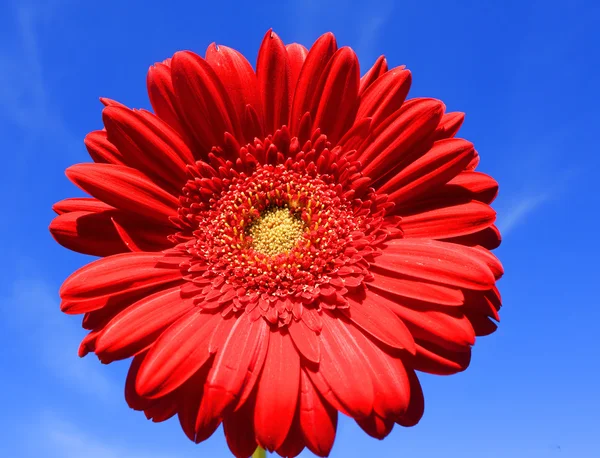 红色非洲菊在蓝蓝的天空上 — 图库照片