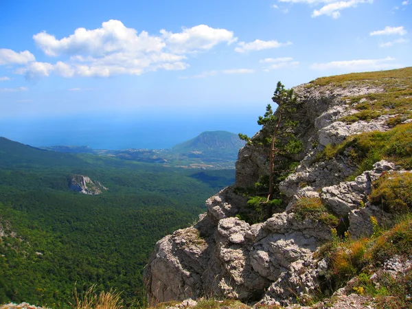 Albero su roccia e mare, il Crimea — Foto Stock