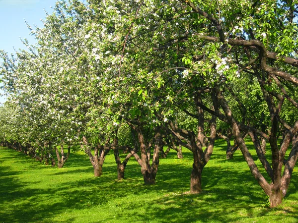 Apple garden in blossom — Stock Photo, Image