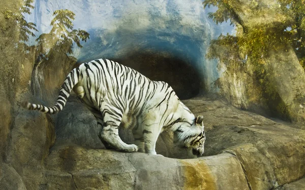 Λευκός τίγρης της Βεγγάλης — Φωτογραφία Αρχείου