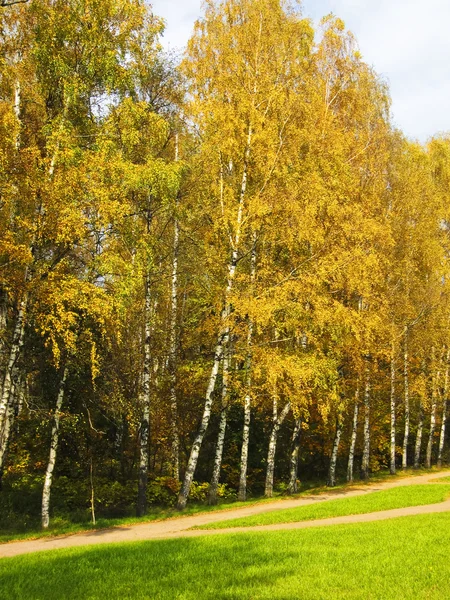 Golden birch forest — Stock Photo, Image
