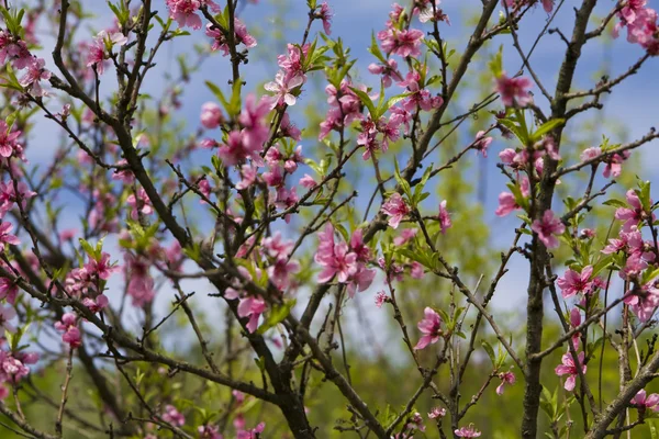 꽃에 분홍색 벚꽃 나무의 가지 — 스톡 사진