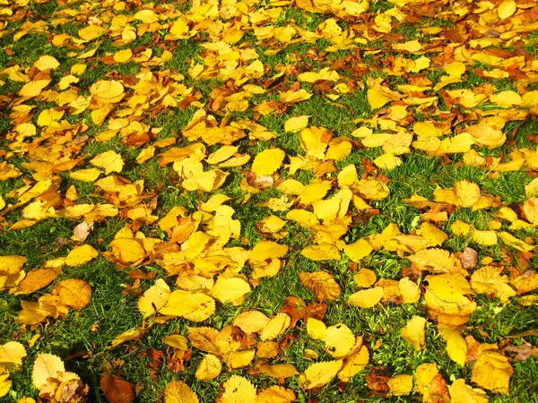 Опале листя — стокове фото