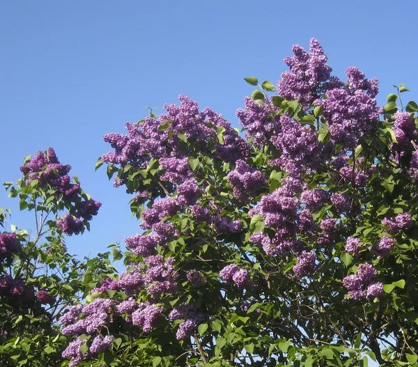 Пурпурний lilas — стокове фото