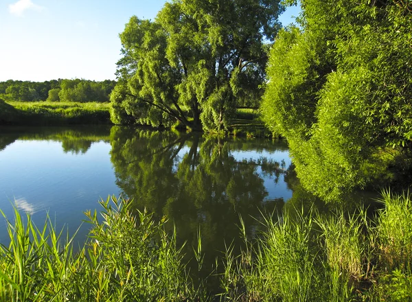 湖の近くの柳の木 — ストック写真