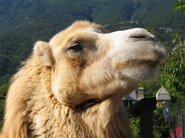 Hoofd van camel — Stockfoto