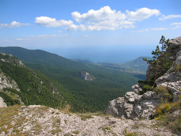 Piccolo albero sulla roccia, il Crimea — Foto Stock